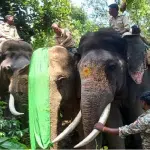 Forest department to install radio collars for three elephants