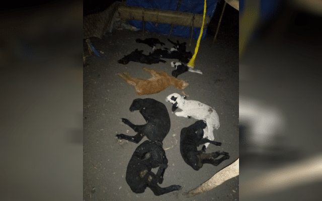 Lambs killed in wolf attack