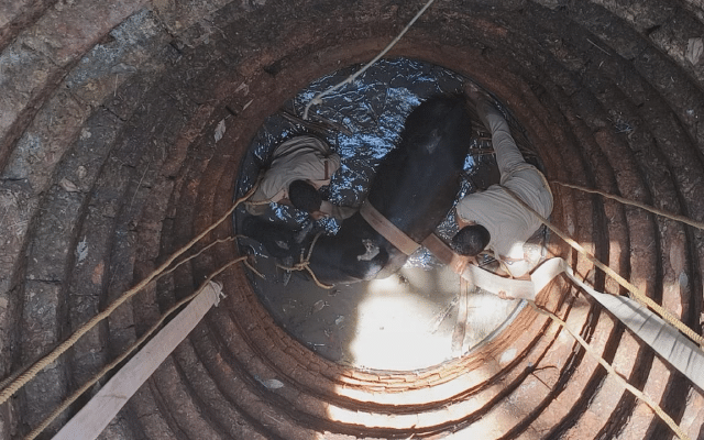 A bull that fell into an abandoned well was rescued