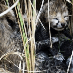 Two more leopard cubs found dead in Kuno National Park