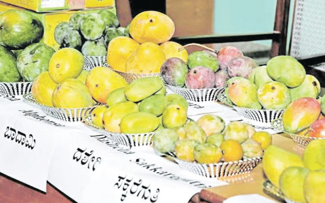 Preparations for three-day Mango Mela in Mysuru