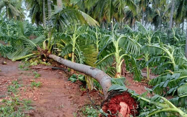 Coconuts, bananas destroyed in rain storm: Farmer