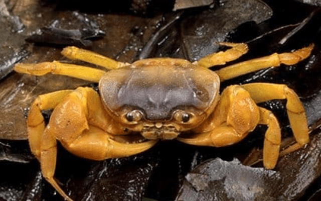 Karwar: A new species of crab has been discovered.