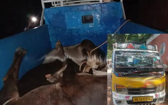Bajrang Dal activists rescue cattle