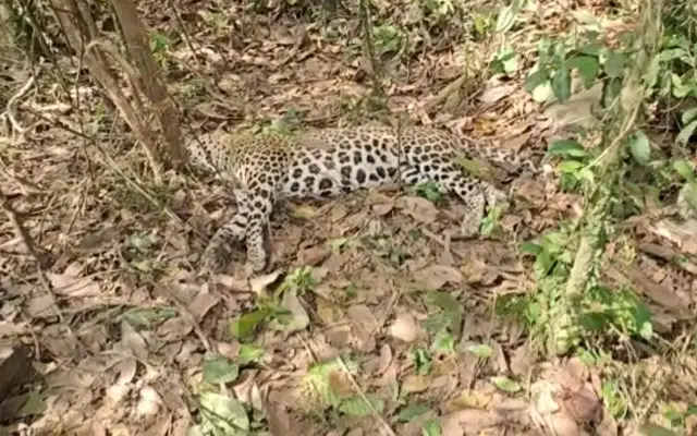 Mangaluru: Leopard dies after being hit by a boulder