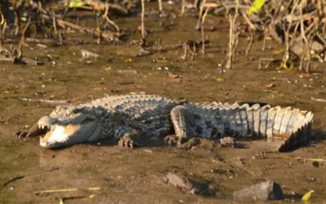 Crocodile kills farmer in UP