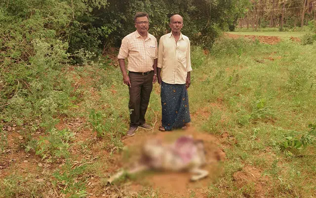 Sheep killed in leopard attack: Villagers of Javaregowdanapalya are worried.