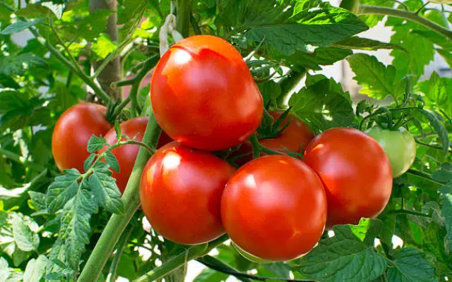 Tomato prices drop from Rs 200 to Rs 16