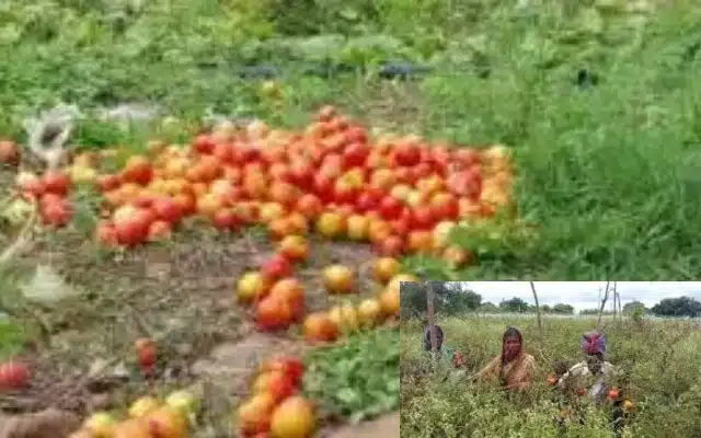 Bidar farmer grows tomato with loan of over Rs 5 lakh